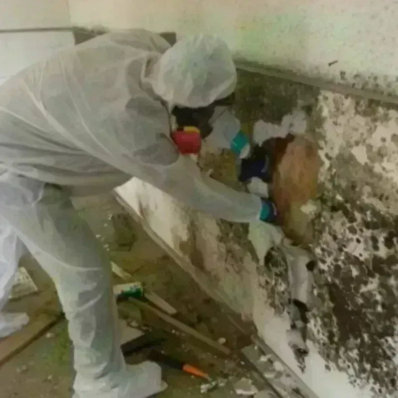 Mold Remediation and Removal in Butte County, SD